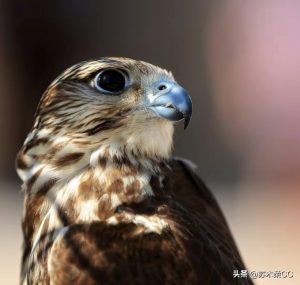 北京丁俊晖台球培训班(中国台球运动崛起之路 台球神童在东莞学艺的那些日子)-趣拿体育