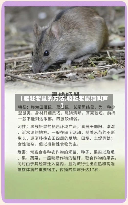 【驱赶老鼠的方法,驱赶老鼠猫叫声】