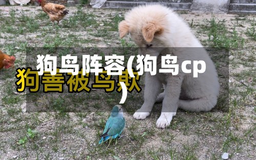 狗鸟阵容(狗鸟cp)-第3张图片