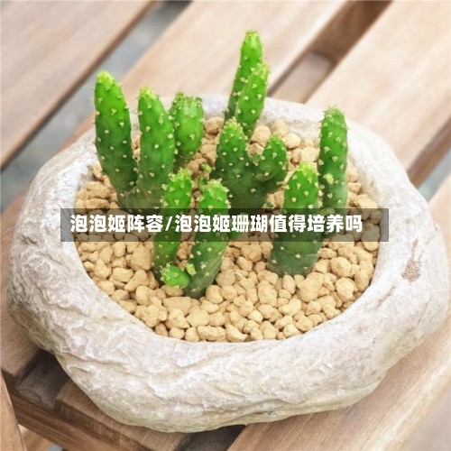 泡泡姬阵容/泡泡姬珊瑚值得培养吗-第2张图片
