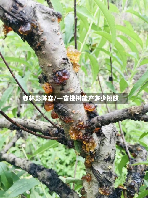 森林影阵容/一亩桃树能产多少桃胶