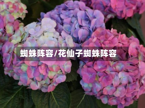 蜘蛛阵容/花仙子蜘蛛阵容-第2张图片