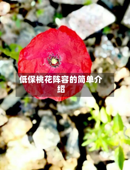 低保桃花阵容的简单介绍