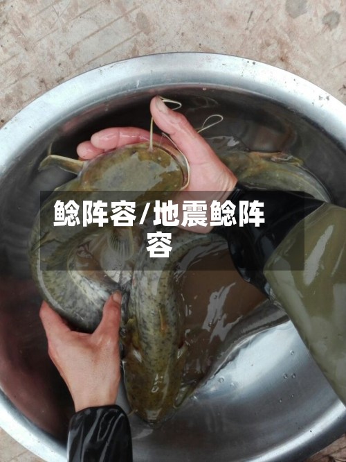 鲶阵容/地震鲶阵容